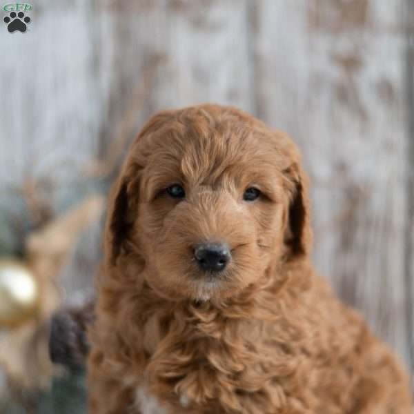 Gary, Mini Goldendoodle Puppy